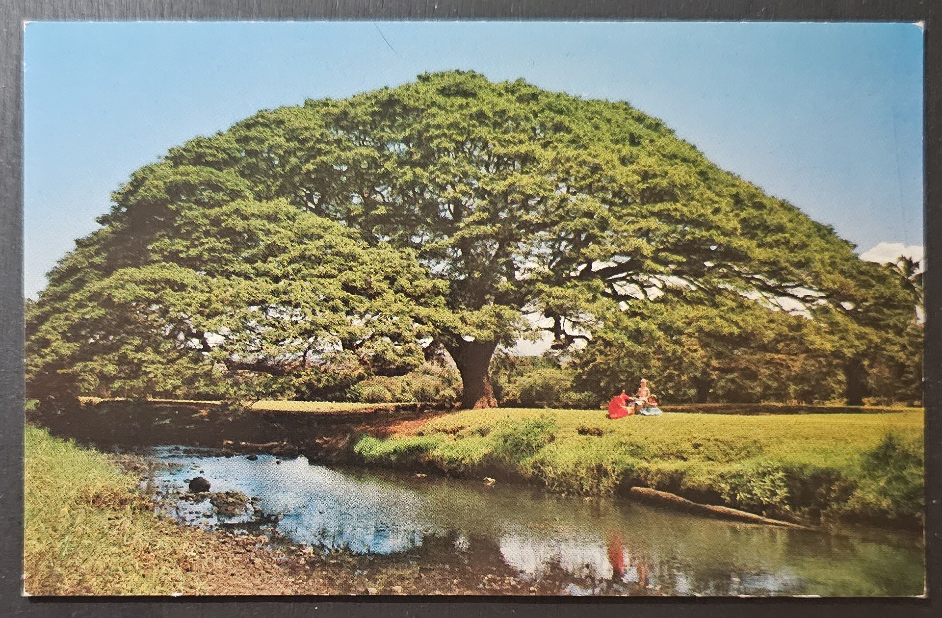 (image for) postcard USA - HI - Hawaii #0038